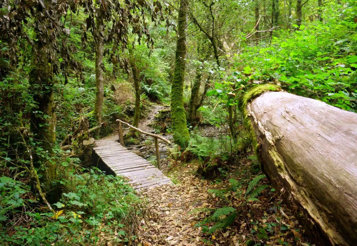 La ruta de Fonsagrada