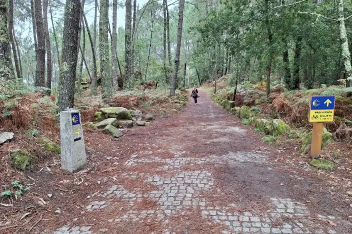 Pèlerine traversant une forêt