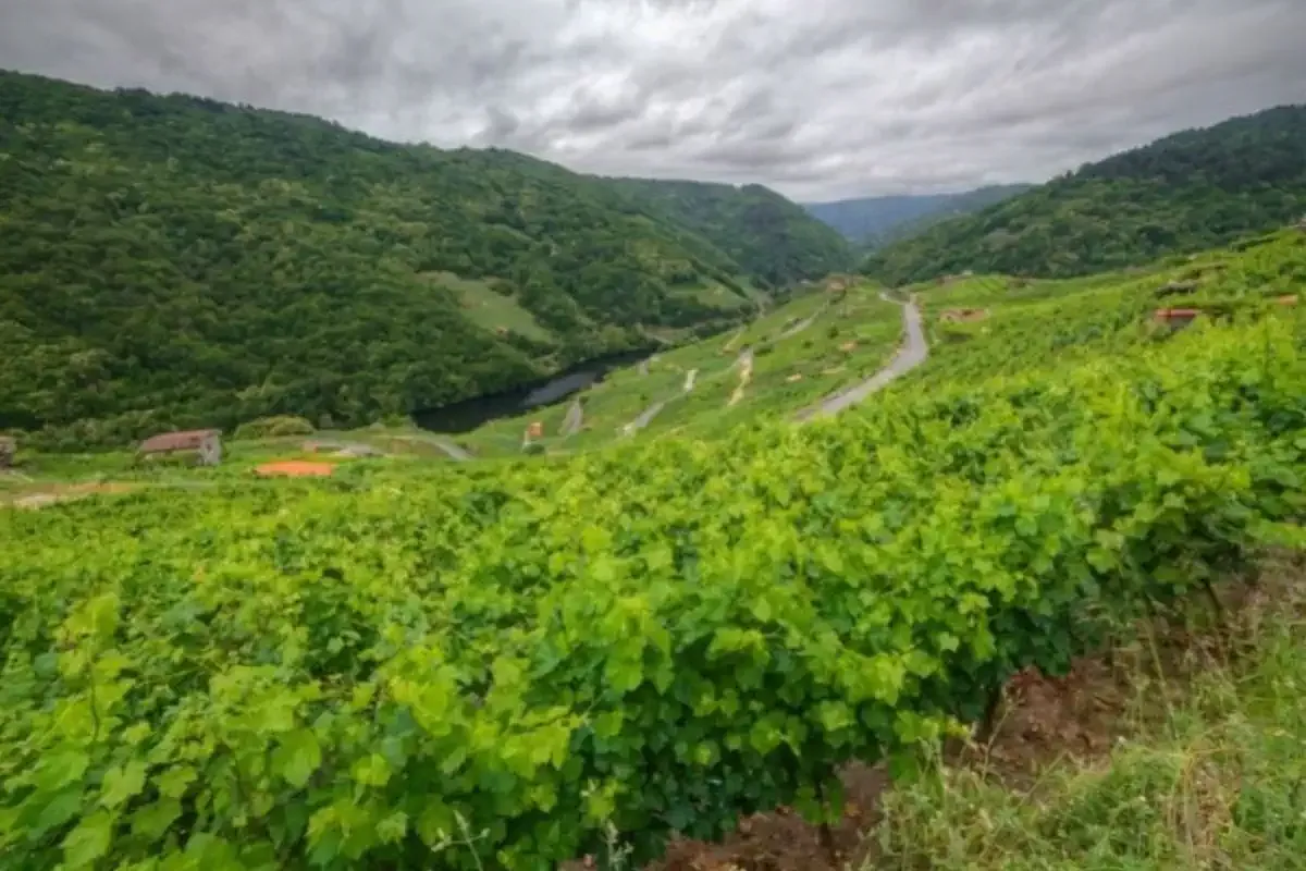 Viñas de la Ribeira Sacra