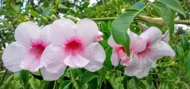 Camelias en flor