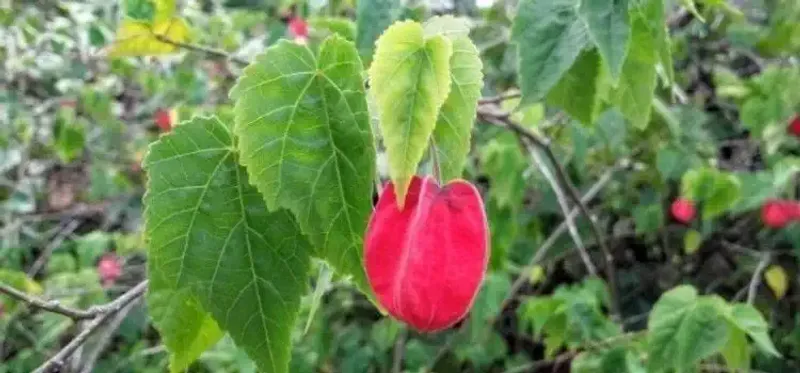 Fiori e piante