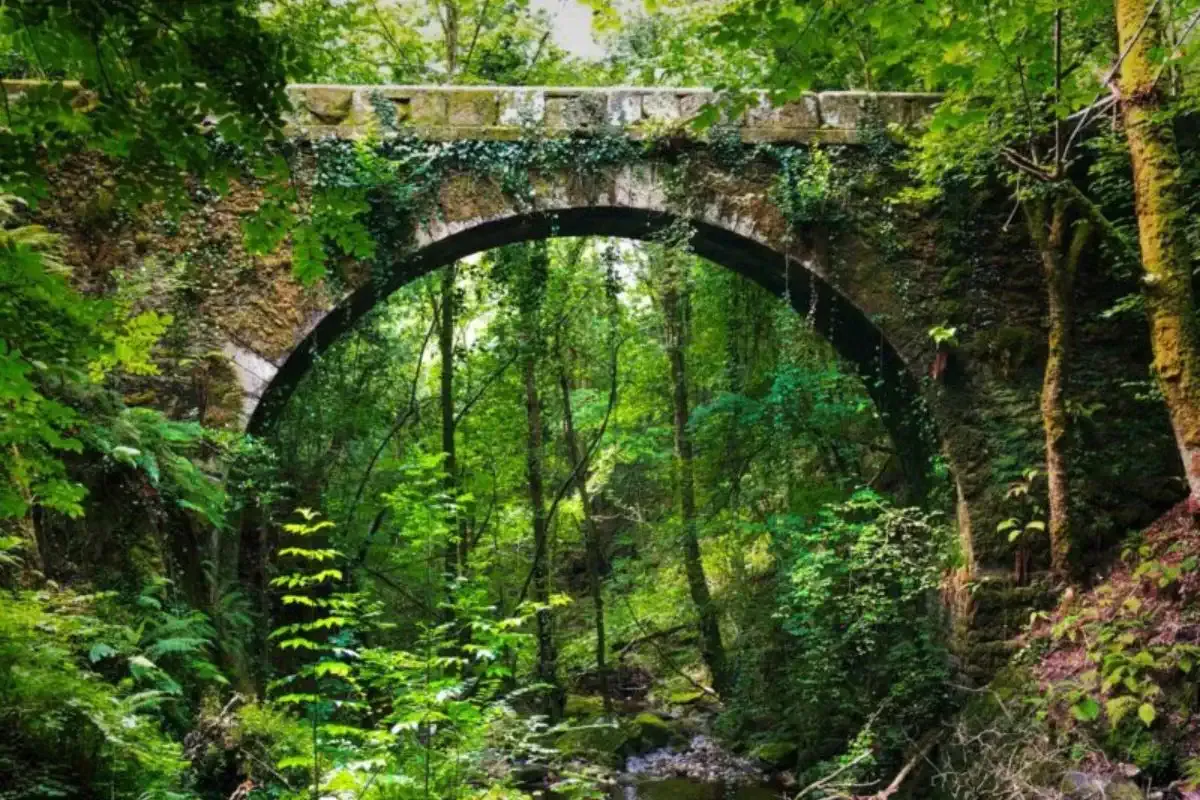 Bridge