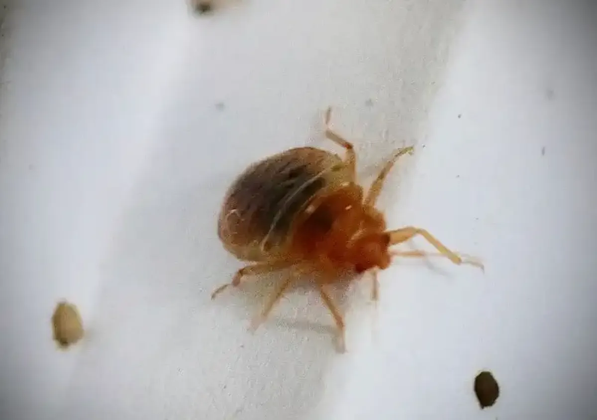 Cimice