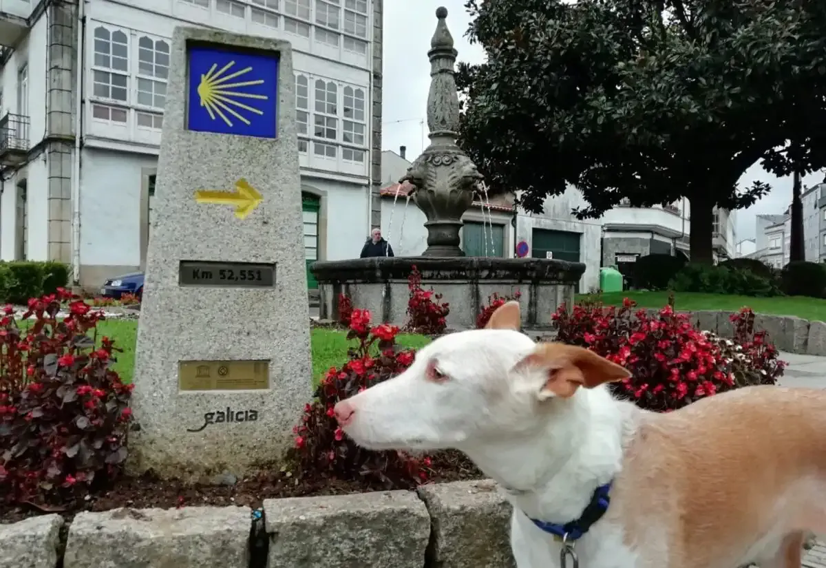 Un perro junto a un mojón del Camino
