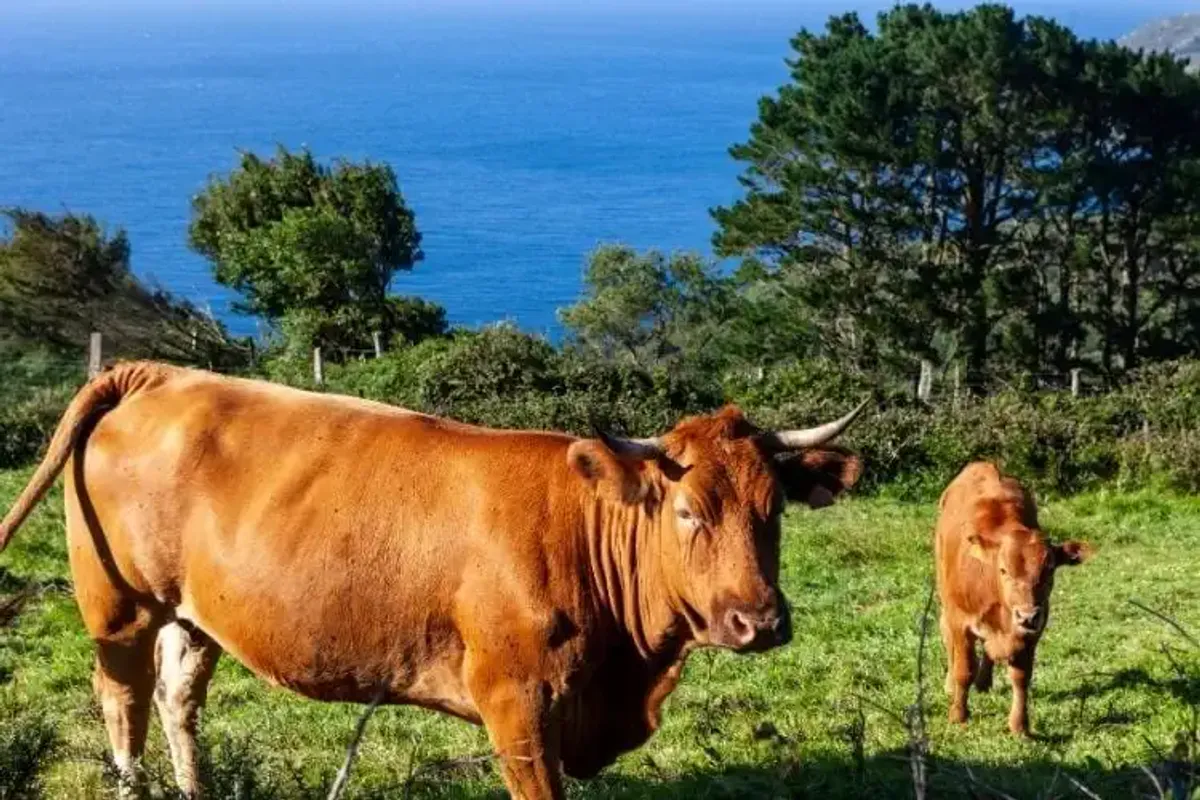 Ganado en libertad en San Andrés de Teixido