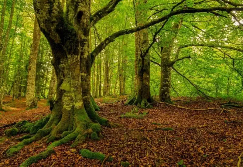 La Selva de Irati y su verde espesura