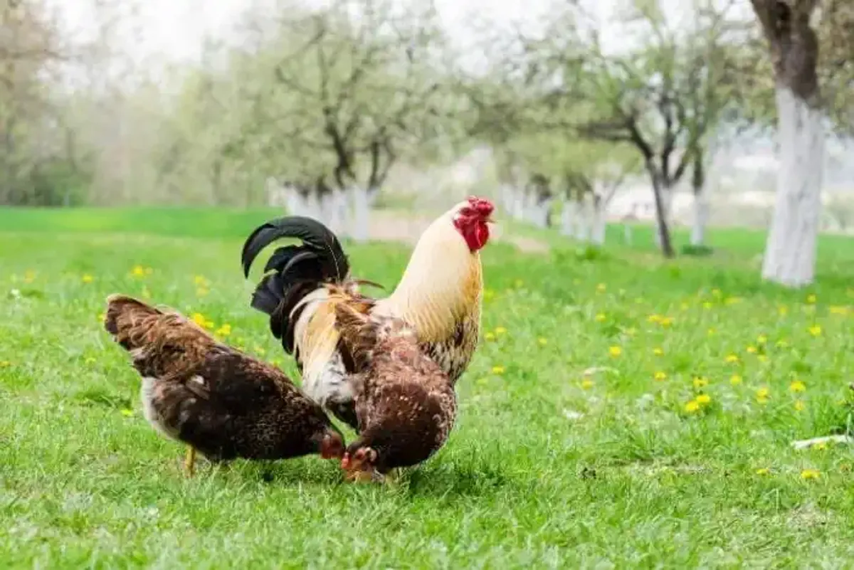 Un gallo y dos gallinas