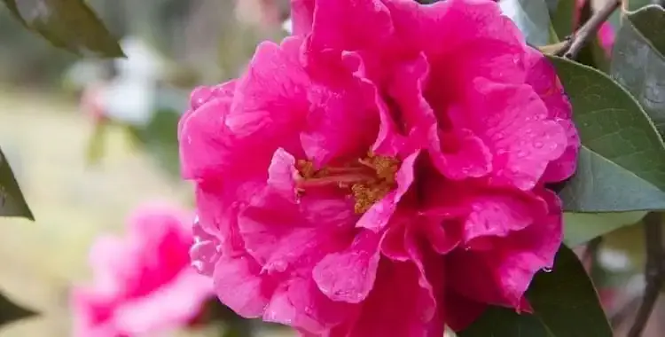 camelia rosa