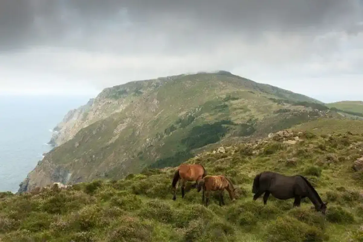 Animales en libertad en la sierra de A Capelada