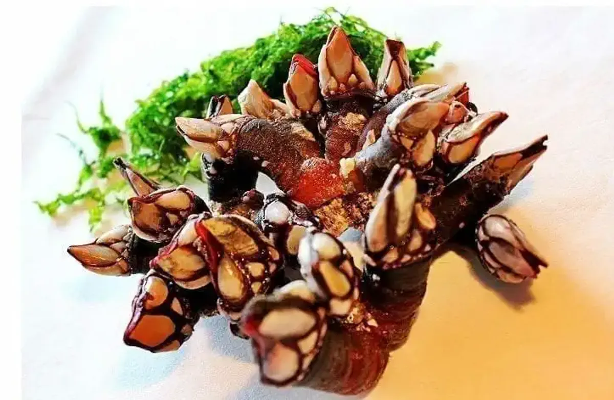 Percebes
