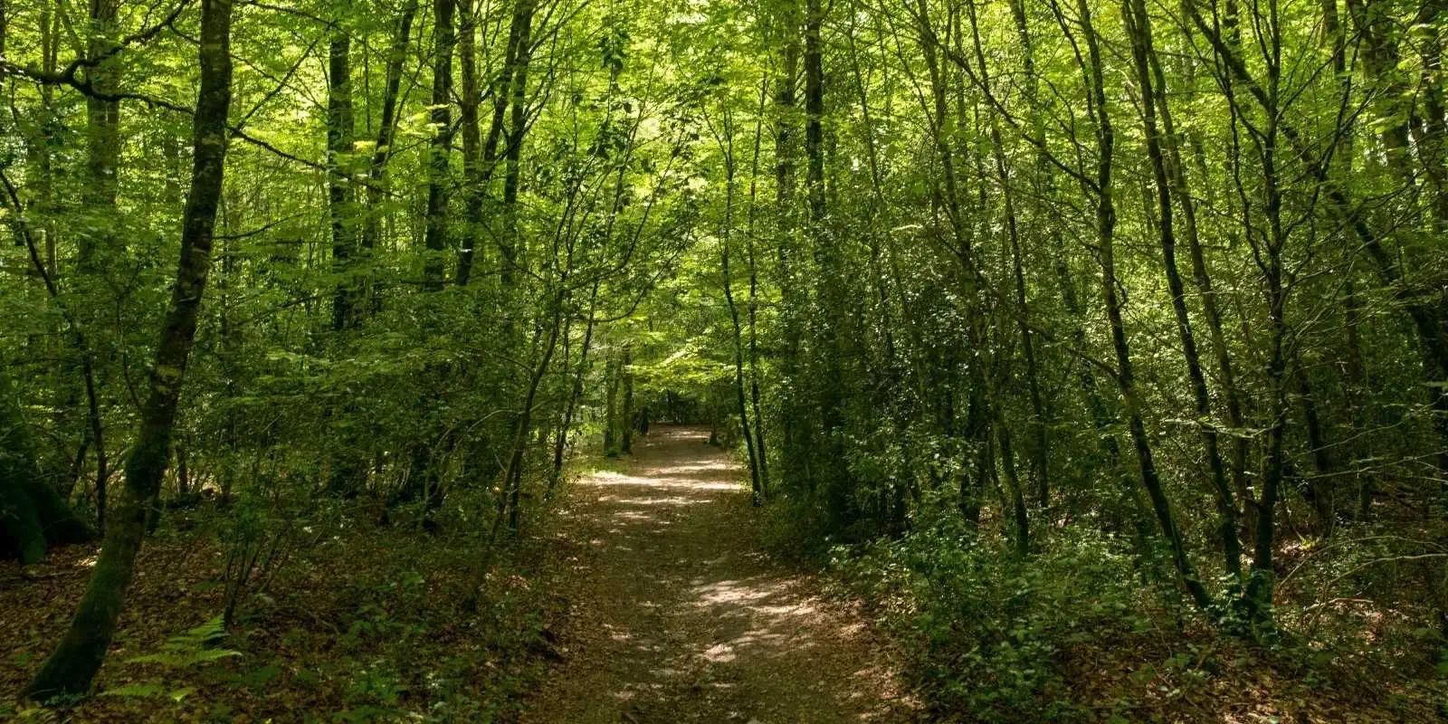 Forêt de las Brujas Roncesvalles