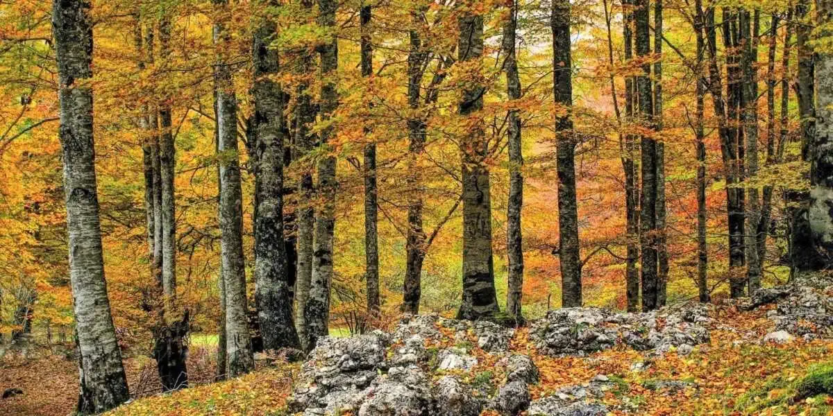 Parc de Natural de Urbasa - Estella