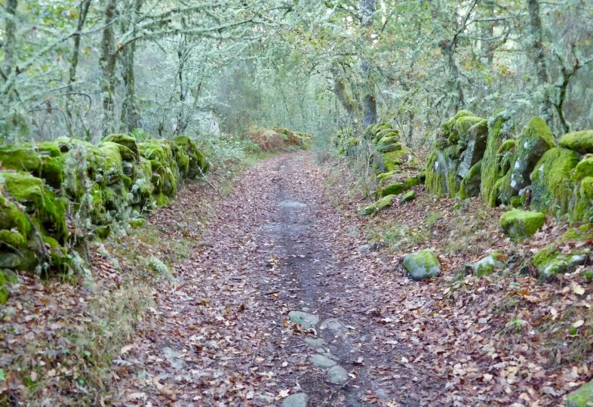 Pfad zwischen moosbedeckten Felsen im Wald