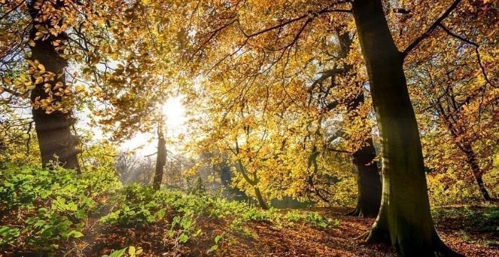 Los bosques del Camino en otoño