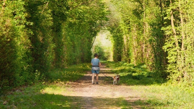Un peregrino y su perro en un camino