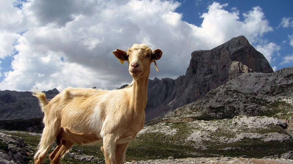 Goat on the Picos de Europa