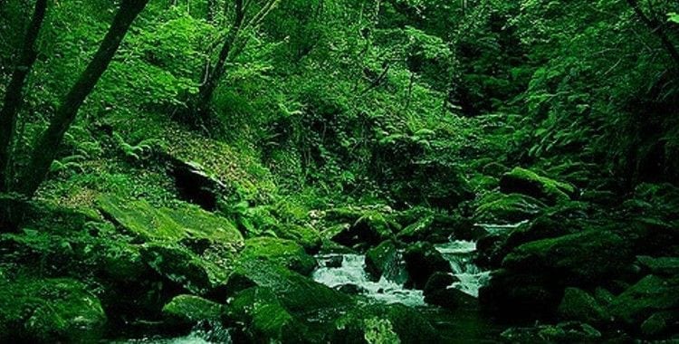 Cascate nella foresta di Fragas do Eume