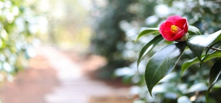 A camellia in the garden