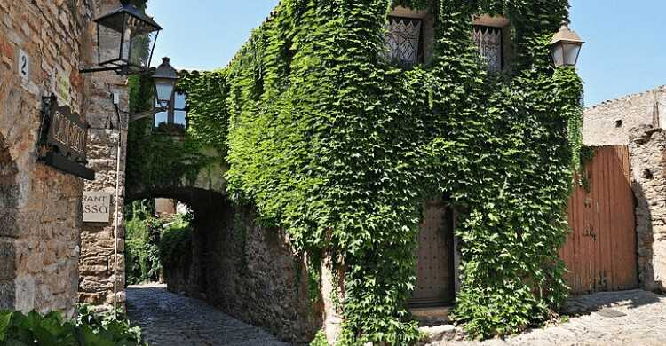 House covered by the ivy