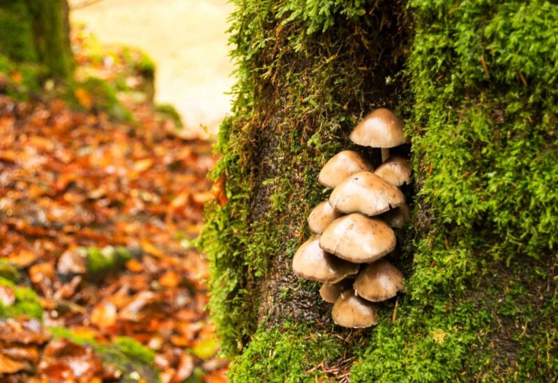 Funghi su un tronco d'albero