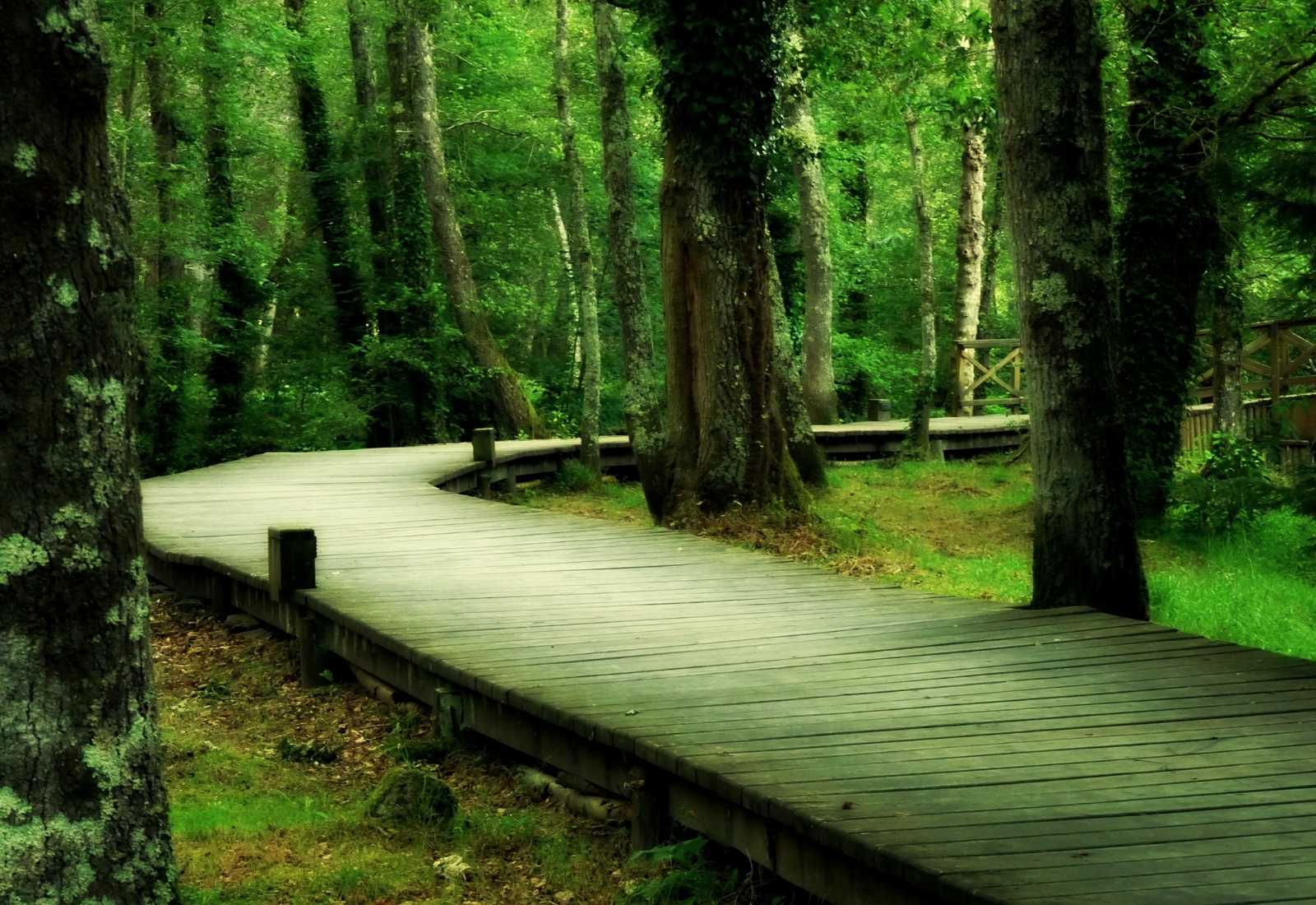 Camino de madera a través del bosque