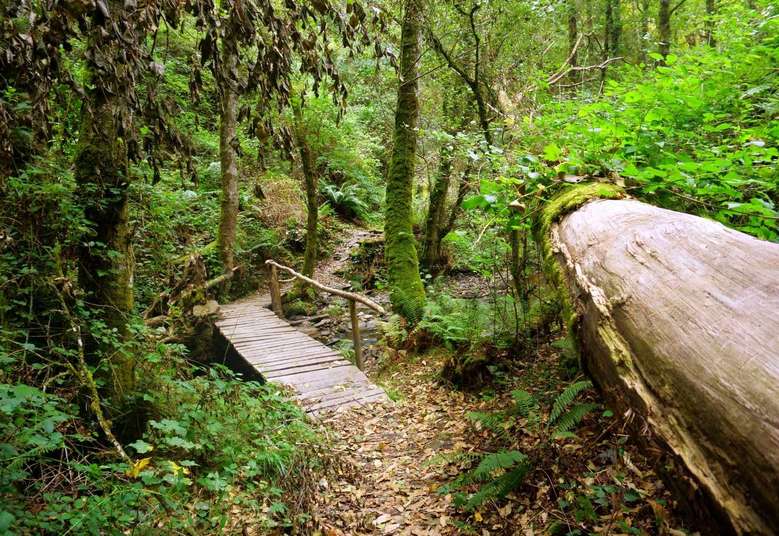 un petit pont en bois dans la forêt