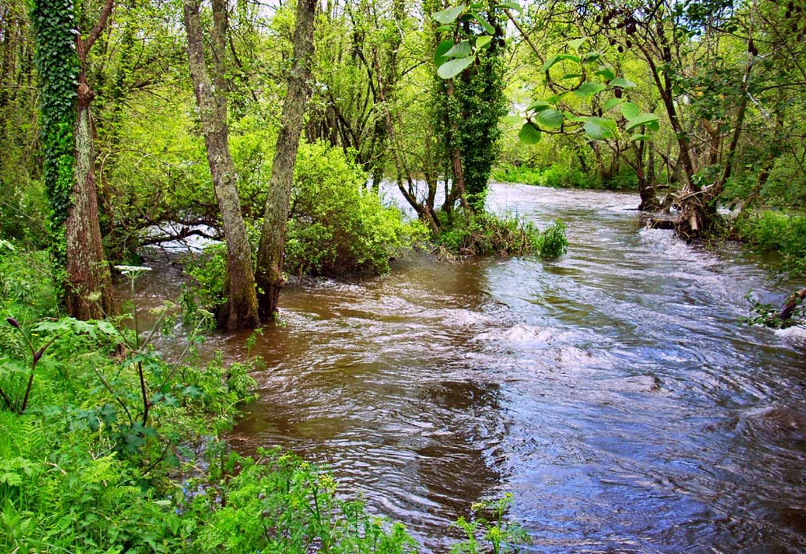 Río Lambre en el bosque