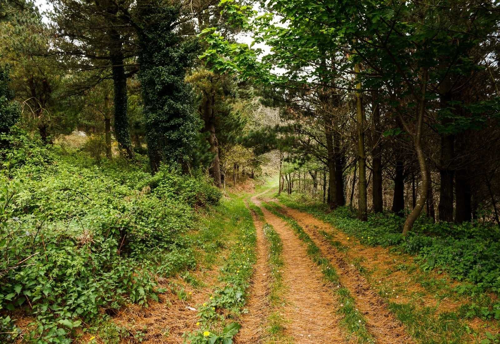 Un sendero por el bosque frondoso