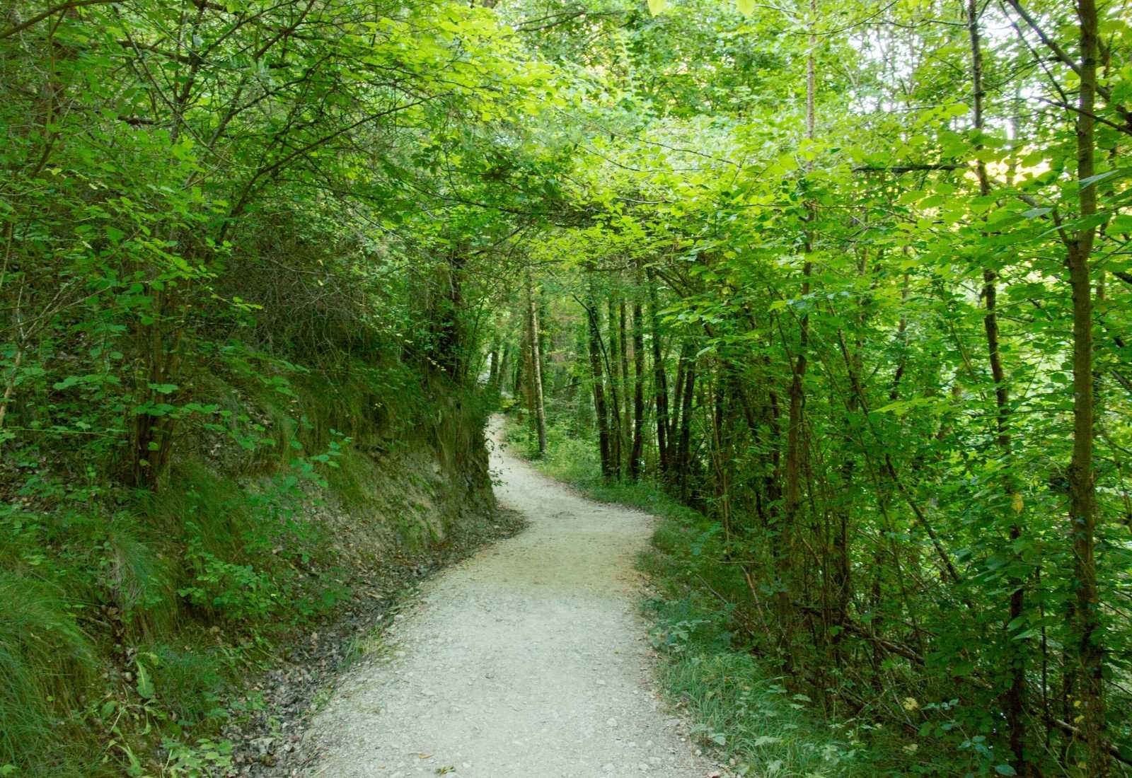 Un sendero a través de un bosque