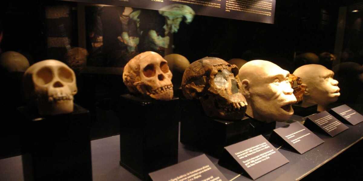 Museo de la Evolución Humana Atapuerca