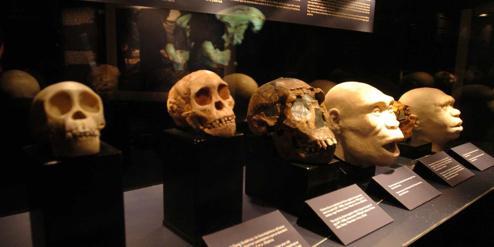 Menschliche Evolution in Atapuerca mit Schädeln verschiedener Arten im Museum von Burgos Darstellung der menschlichen Evolution auf Grundlage der Funde von Atapuerca, einer der wichtigsten archäologischen Stätten Europas