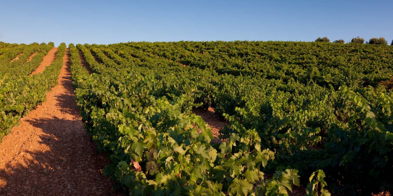 Wine tourism visits to Najera Wineries