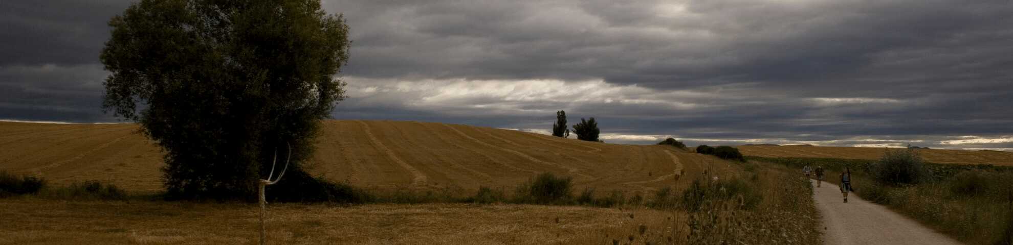 Un roble en medio de un campo de trigo