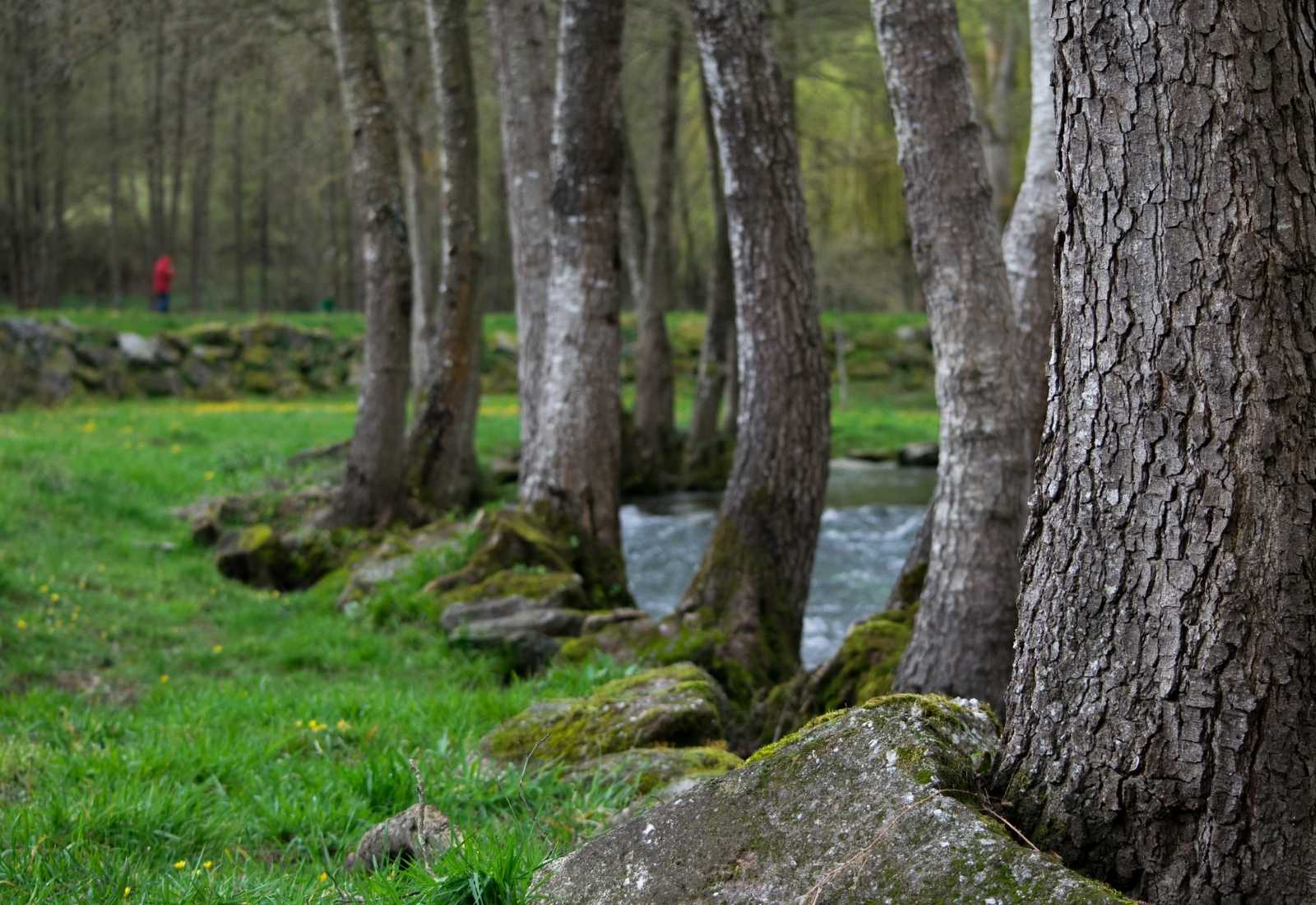 Hilera de árboles junto a un río