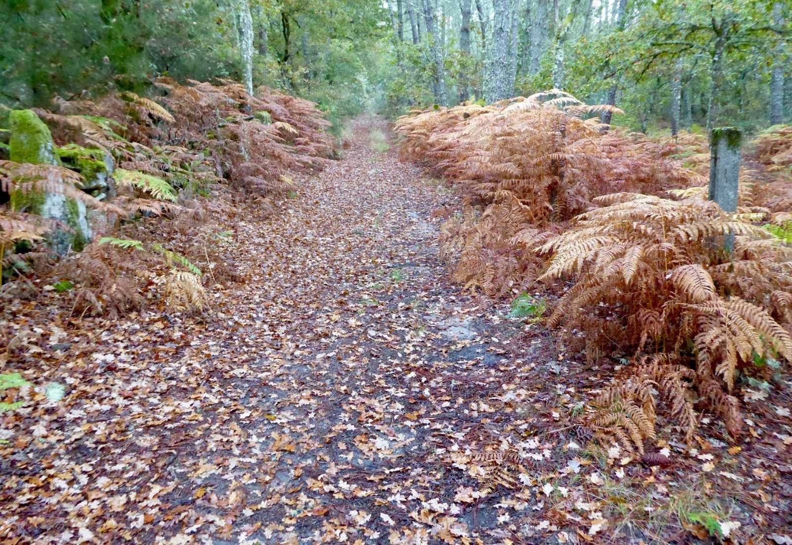 Un sendero con helechos y hojas caídas