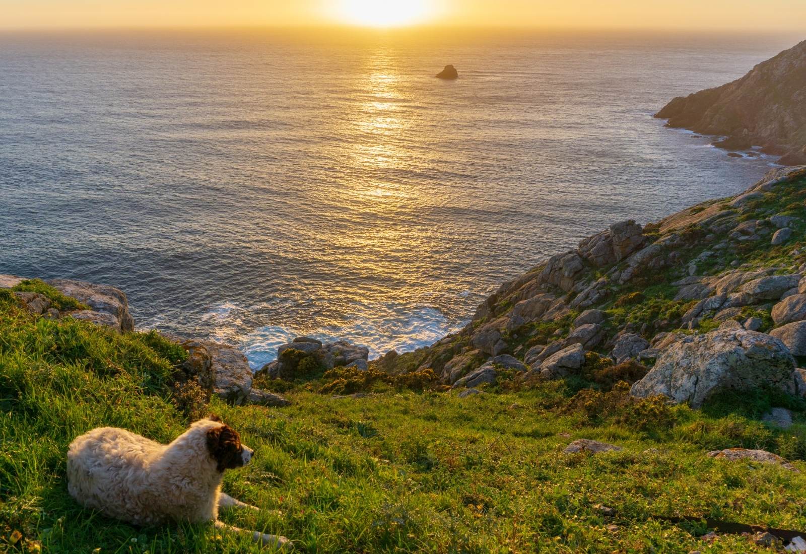 Un perro frente al atardecer de la costa de Finisterre