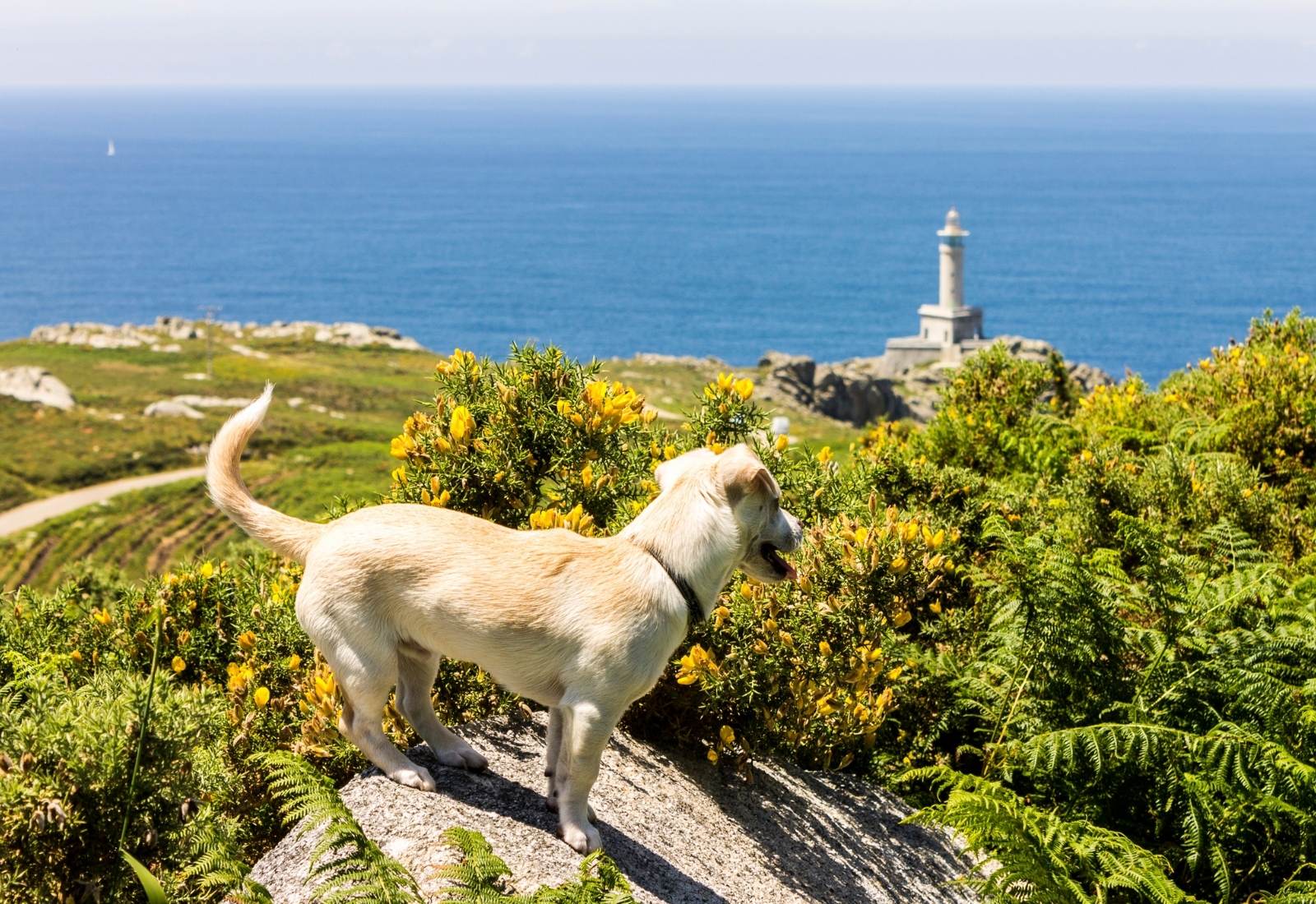 Un perro junto al Faro de Punta Nariga