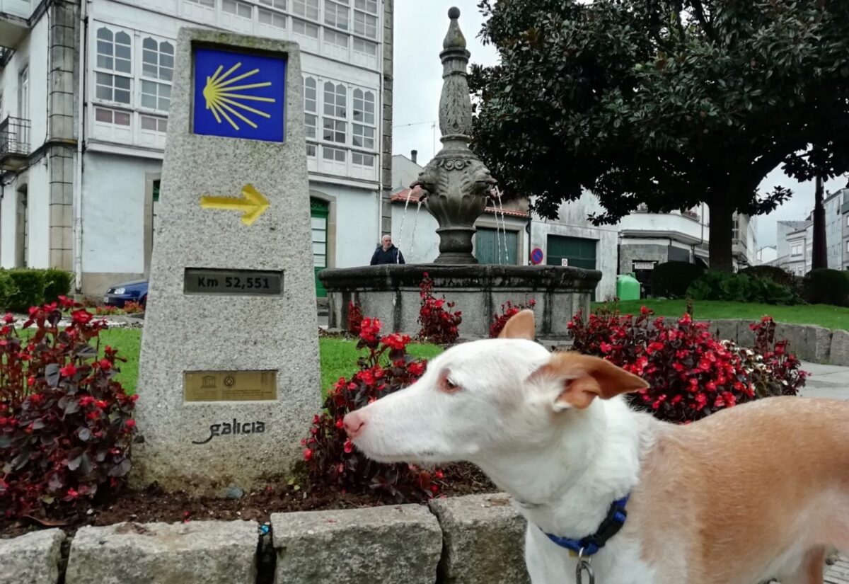 A dog close to a milestone on the Camino in January.