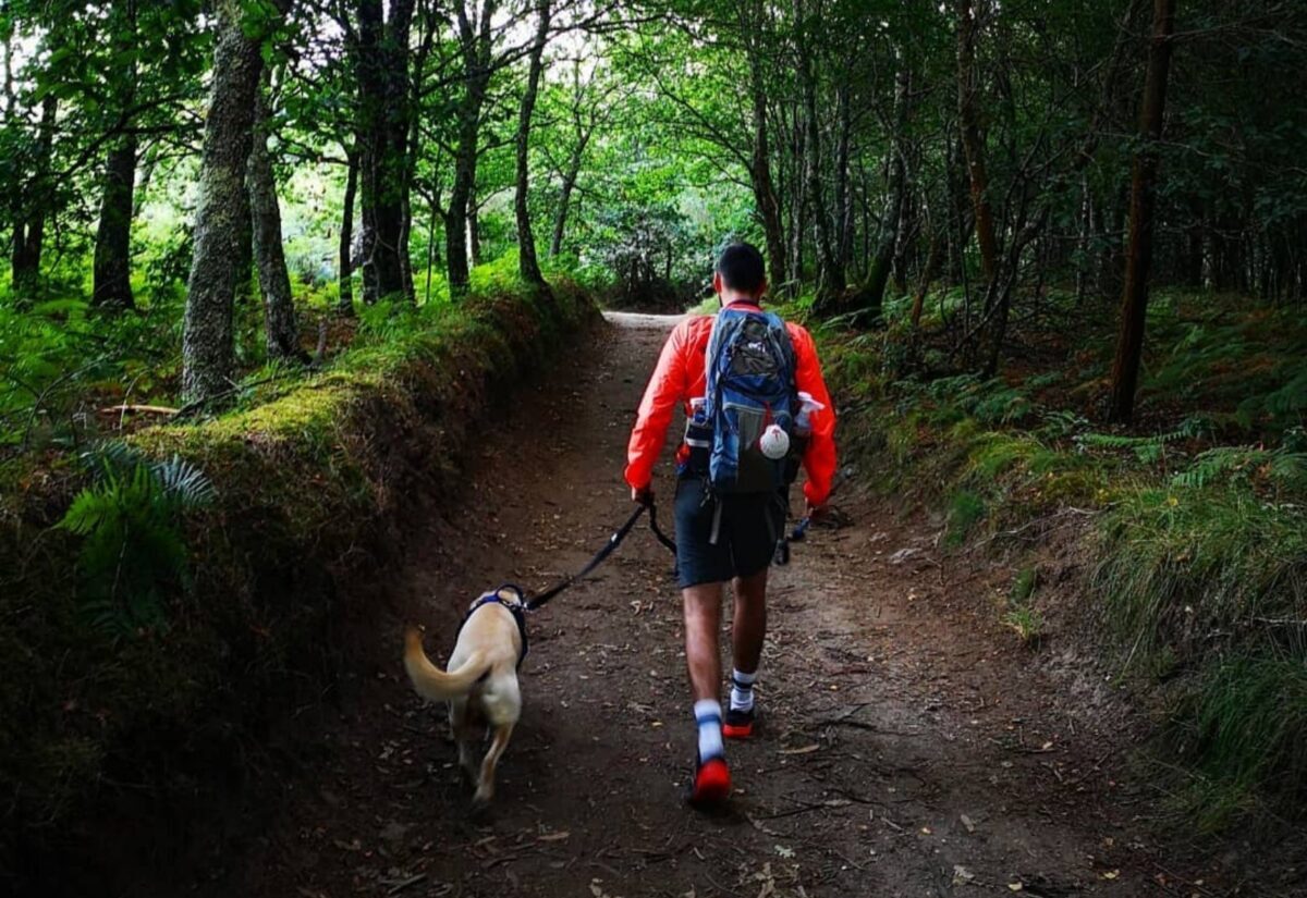 Un pellegrino ed il suo cane camminando per il bosco