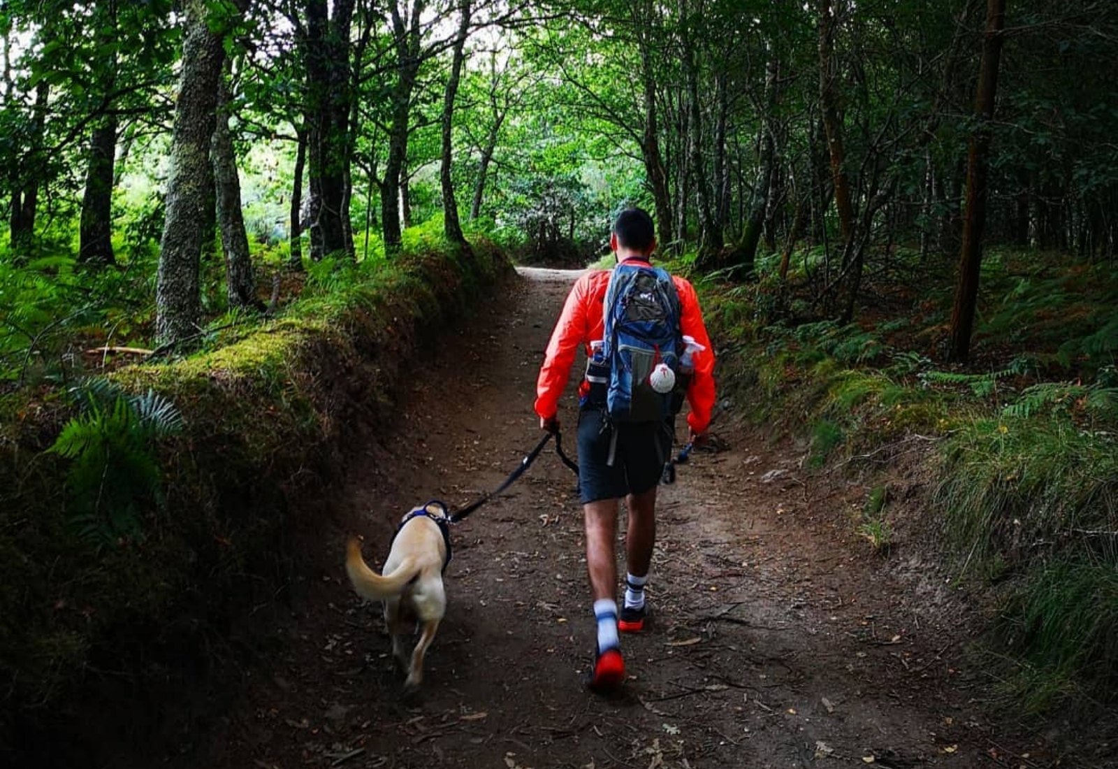Un peregrino y su perro caminando por el bosque