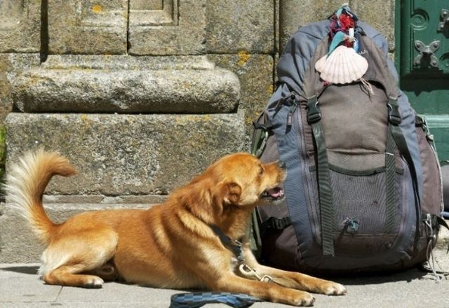 Un perro junto a una mochila del peregrino