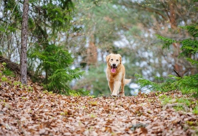 Un perro caminando por hojas secas