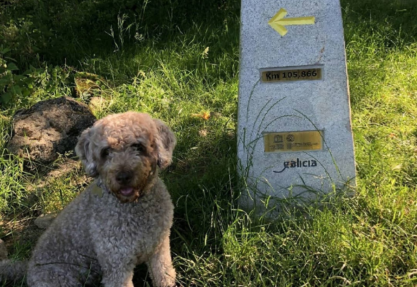 Camino Portugués con perro Tui (5 etapas) ETAPAS