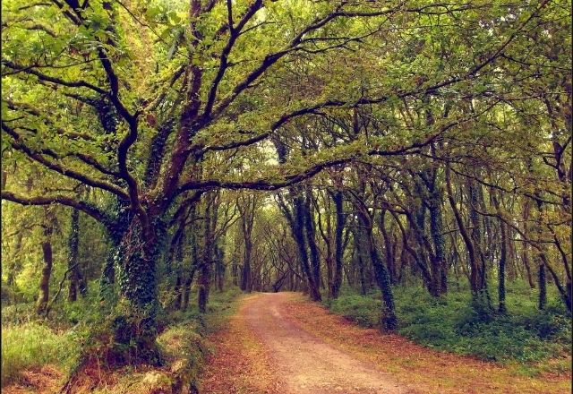 Un sendero a través de un bosque