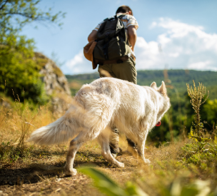 Cammino francese con cane da Sarria (6 tappe)