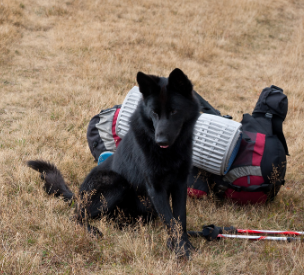 Un perro junto a una mochila de peregrino