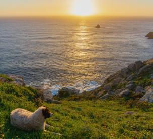 Un perro junto a la costa de Finisterre al atardecer