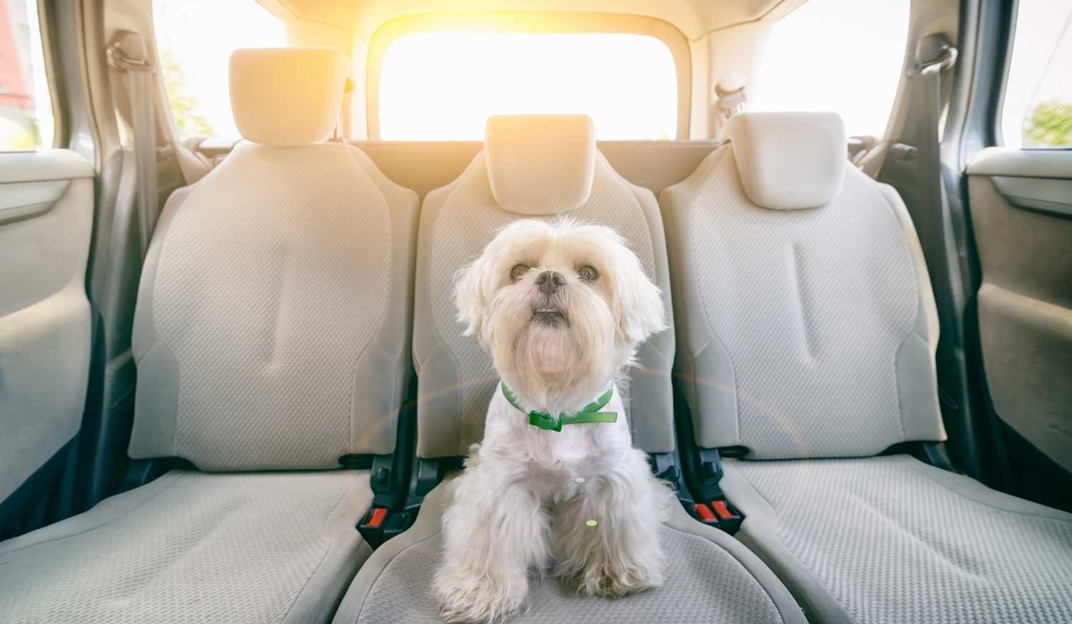 Perro sentado en el asiento de un coche