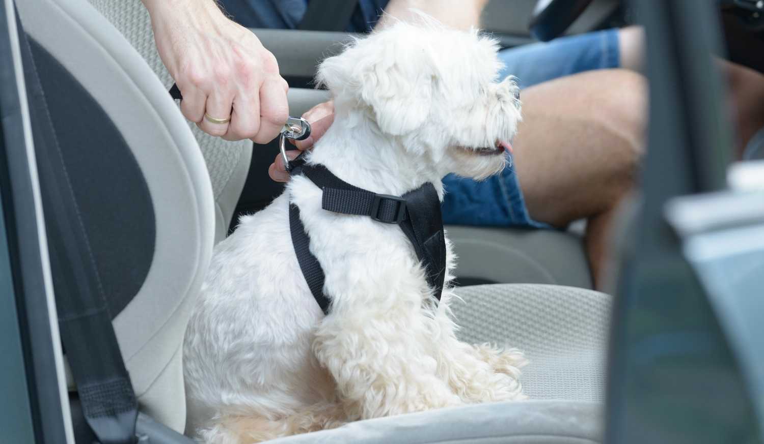 Perro sentado en el coche