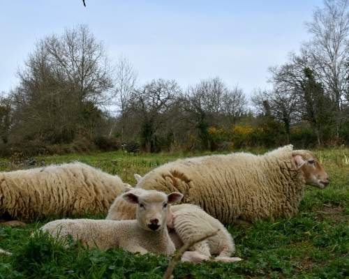 Varias ovejas en el campo pastando